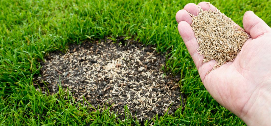 Regeneracja trawnika na wiosnę – jak przywrócić trawnik do życia krok po kroku